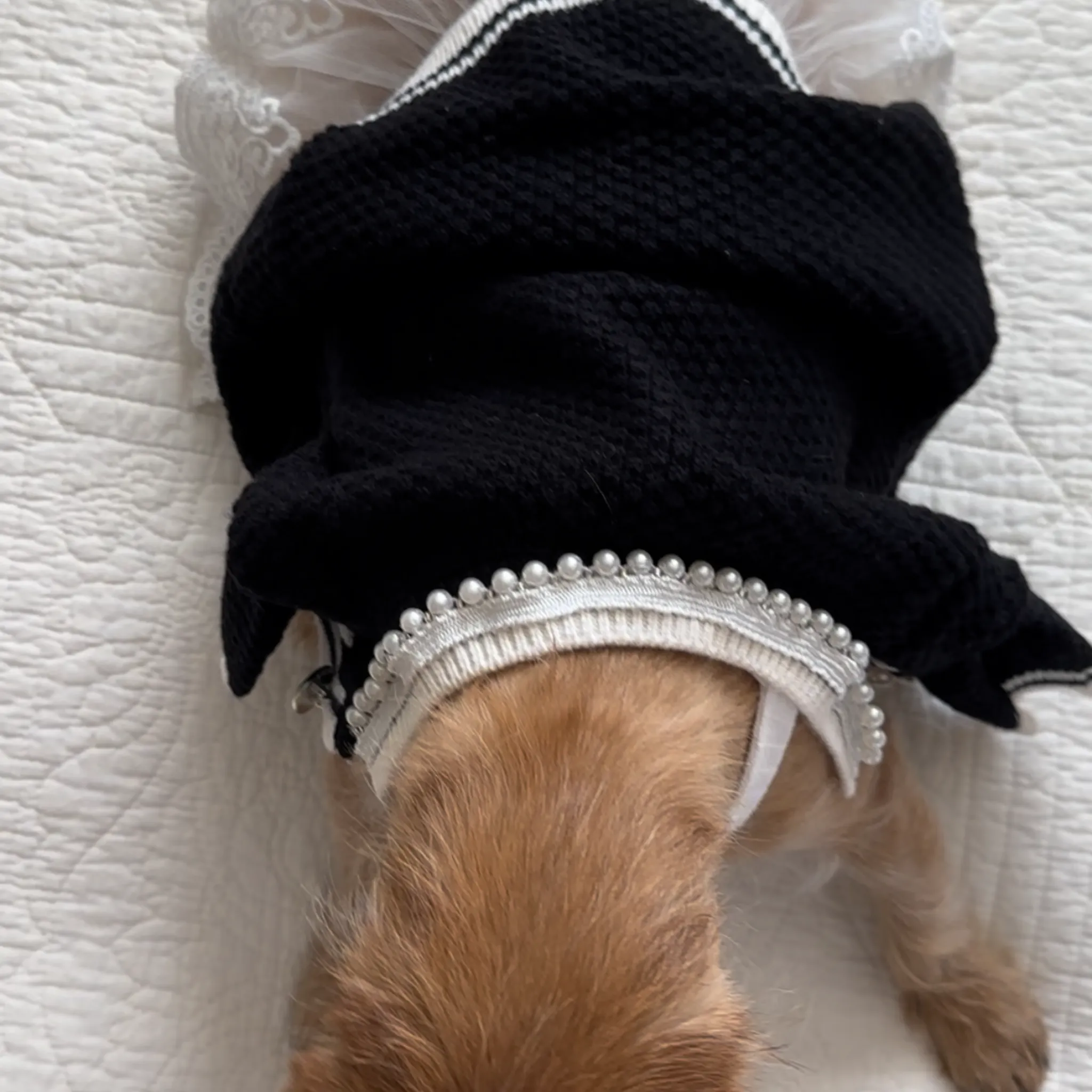 Amore Black Button Up Sweater With Pearl Detail Pet Fashion