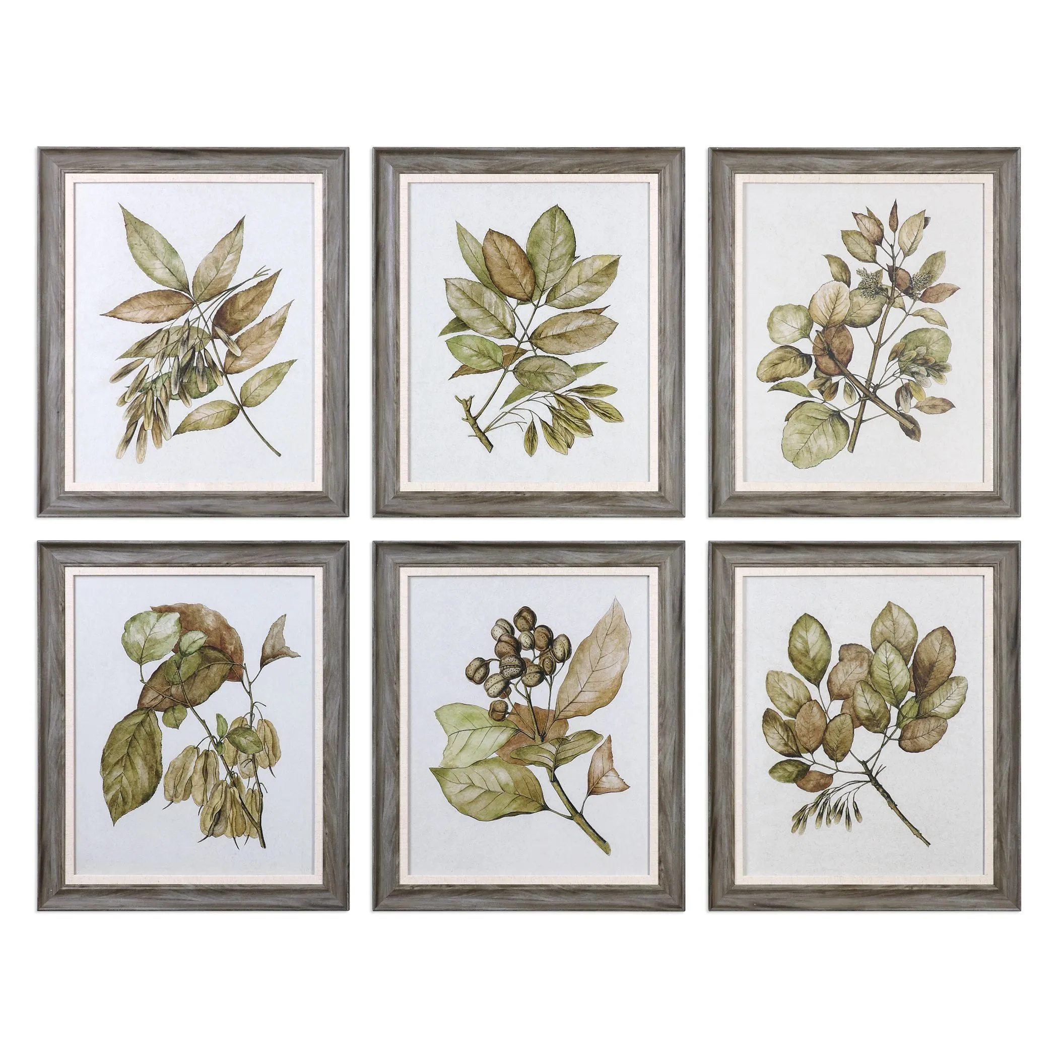 Seedlings Framed Prints S/6